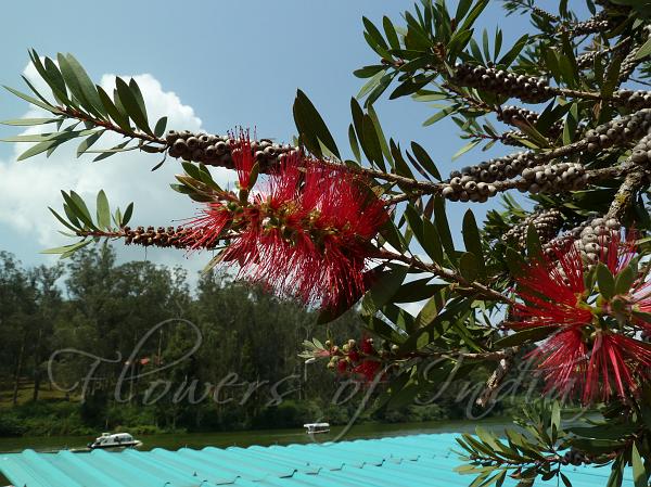 Stiff Bottle Brush